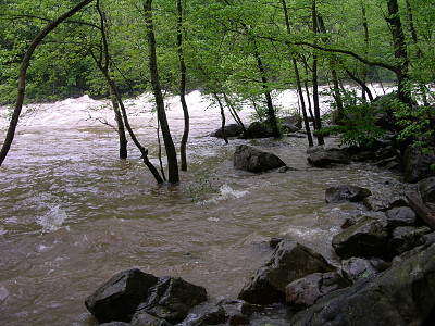 [Image taken at the edge of some rocks which are partially submerged in the brown water. There are trees sticking out of the water. Whitewater is visible through the tree trunks.]